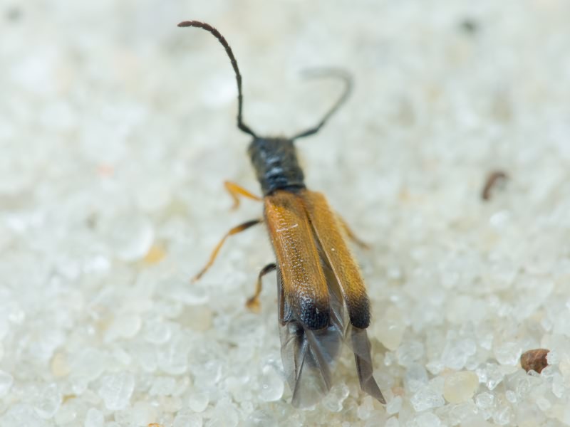 Tetrops praeustus (Linnaeus, 1758)